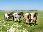 islandský poník.jpg