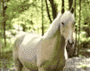 CRA238.gif